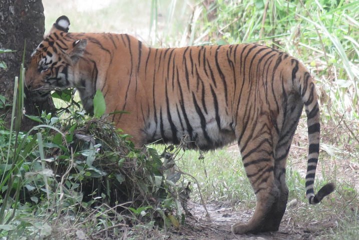 Mission Tiger, 4 days tour inside Chitwan National Park.
