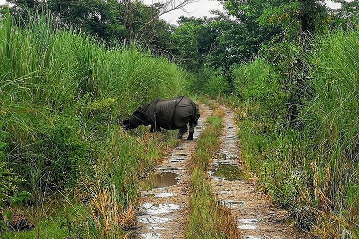 Kathmandu Chitwan Pokhara Tour