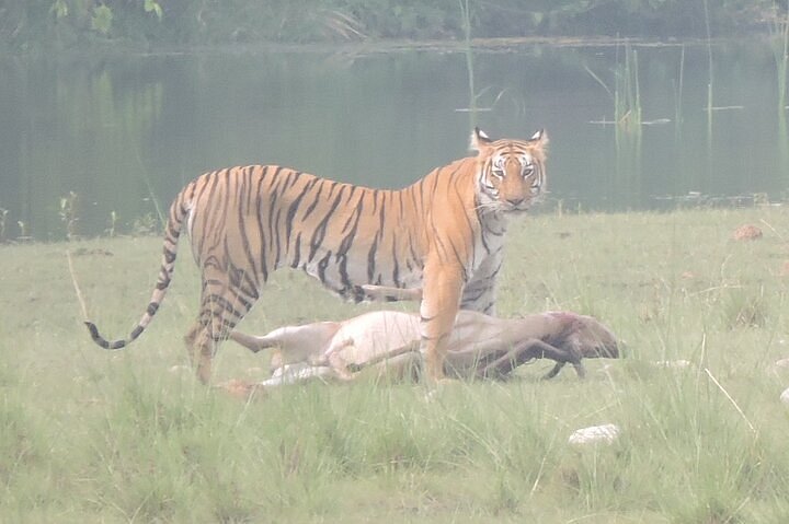 Nights 4 Days Bardia Tiger Tracking Tour | Bardia Jungle Safari